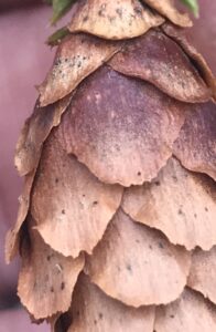 pine cone