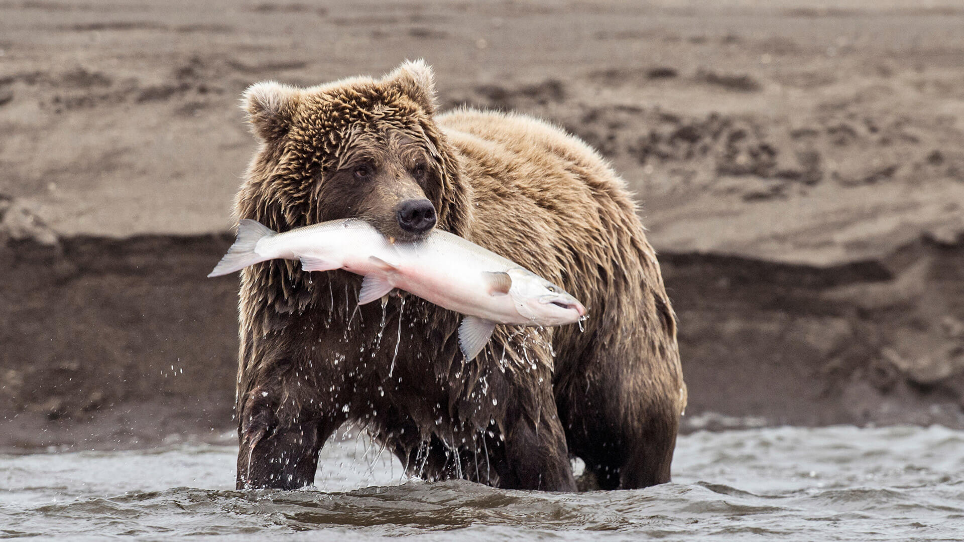 Bear with captured fish in mouth in waterway